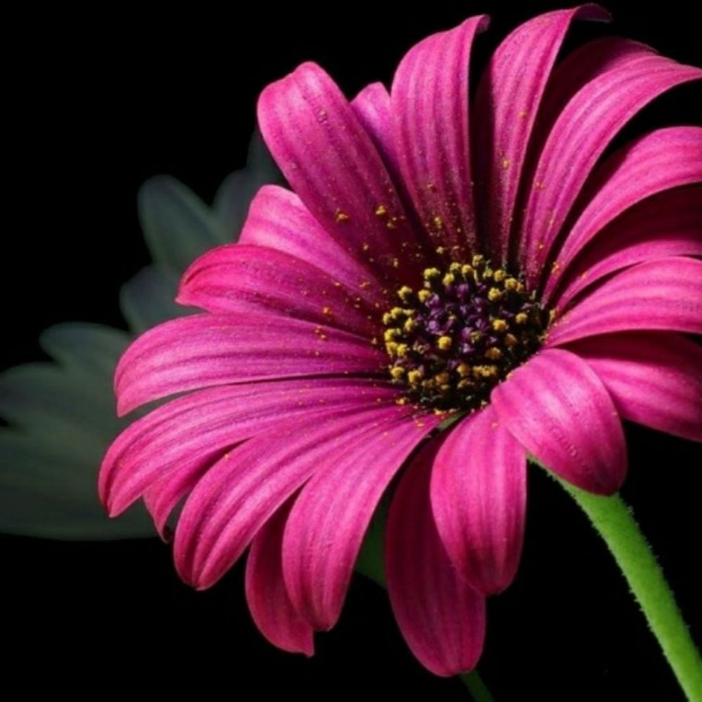 Meet your Posher, Annie